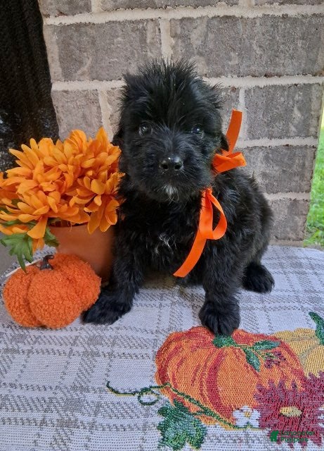 Bouvier Des Flandres dogs Bouvier Des Flandres Girl 3 - Ad 2