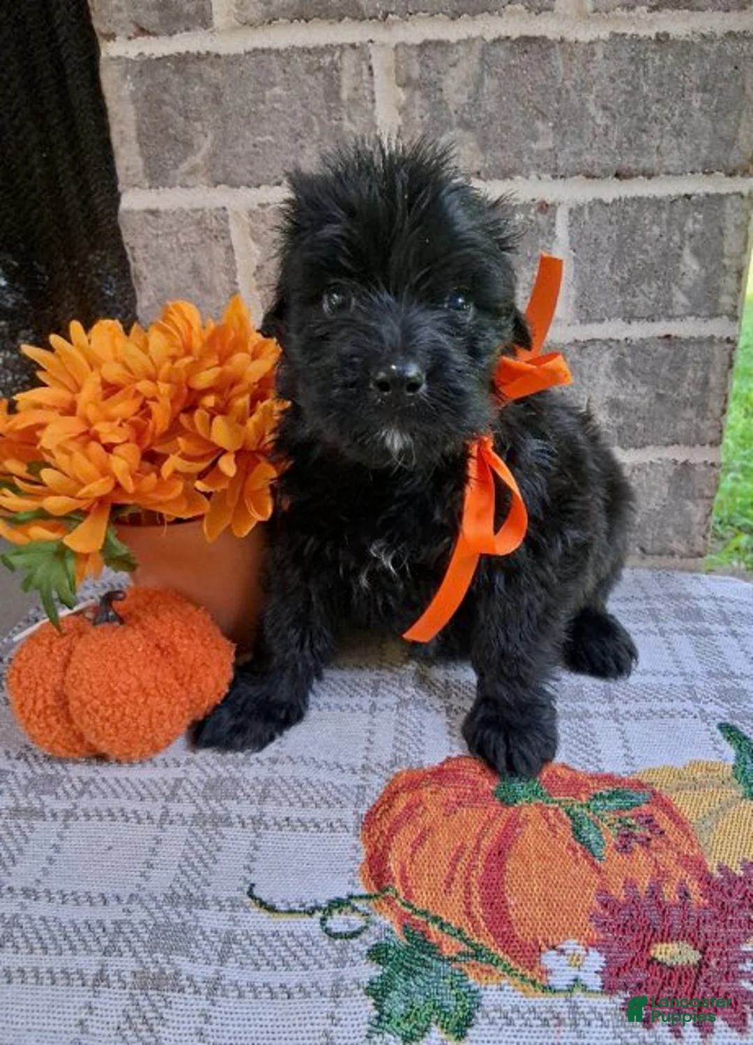 Bouvier Des Flandres dogs for sale: Bouvier Des Flandres Girl 3 - Ad 2