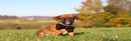 Boxer dogs for sale: Rocky - Ad 6