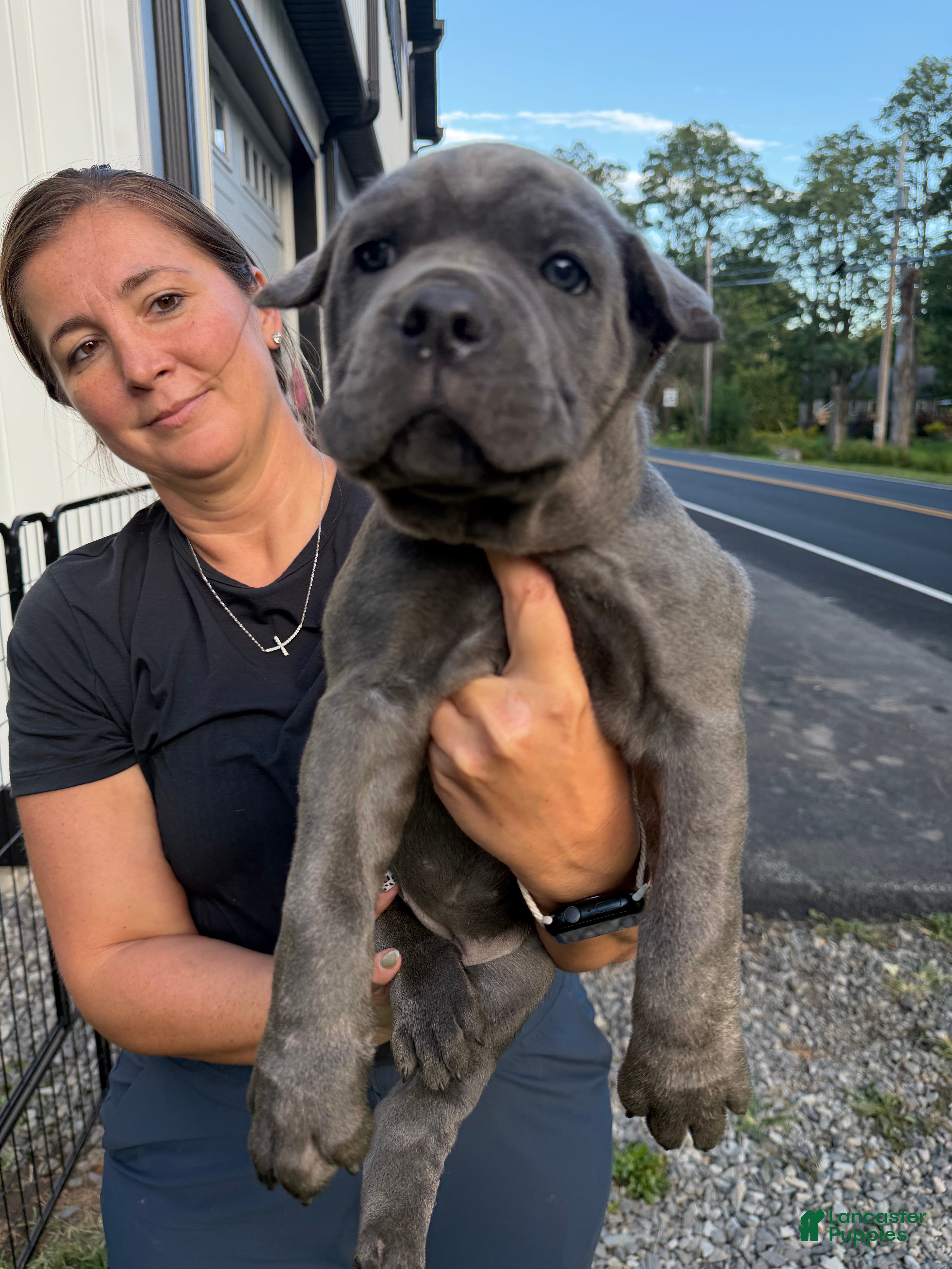 Cane Corso dogs Teal Collar - Maria - Ad 2