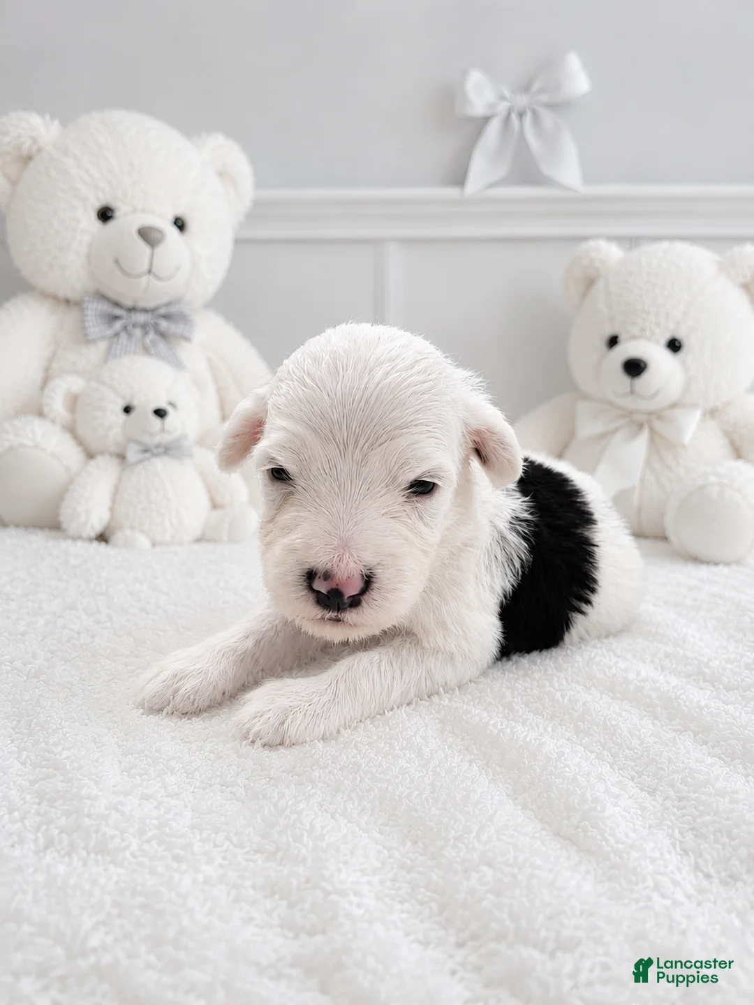 Sheepadoodle dogs for sale: Sheepadoodle 11 - Ad 1