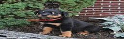 Rottweiler dogs for sale: Boots - Ad 3