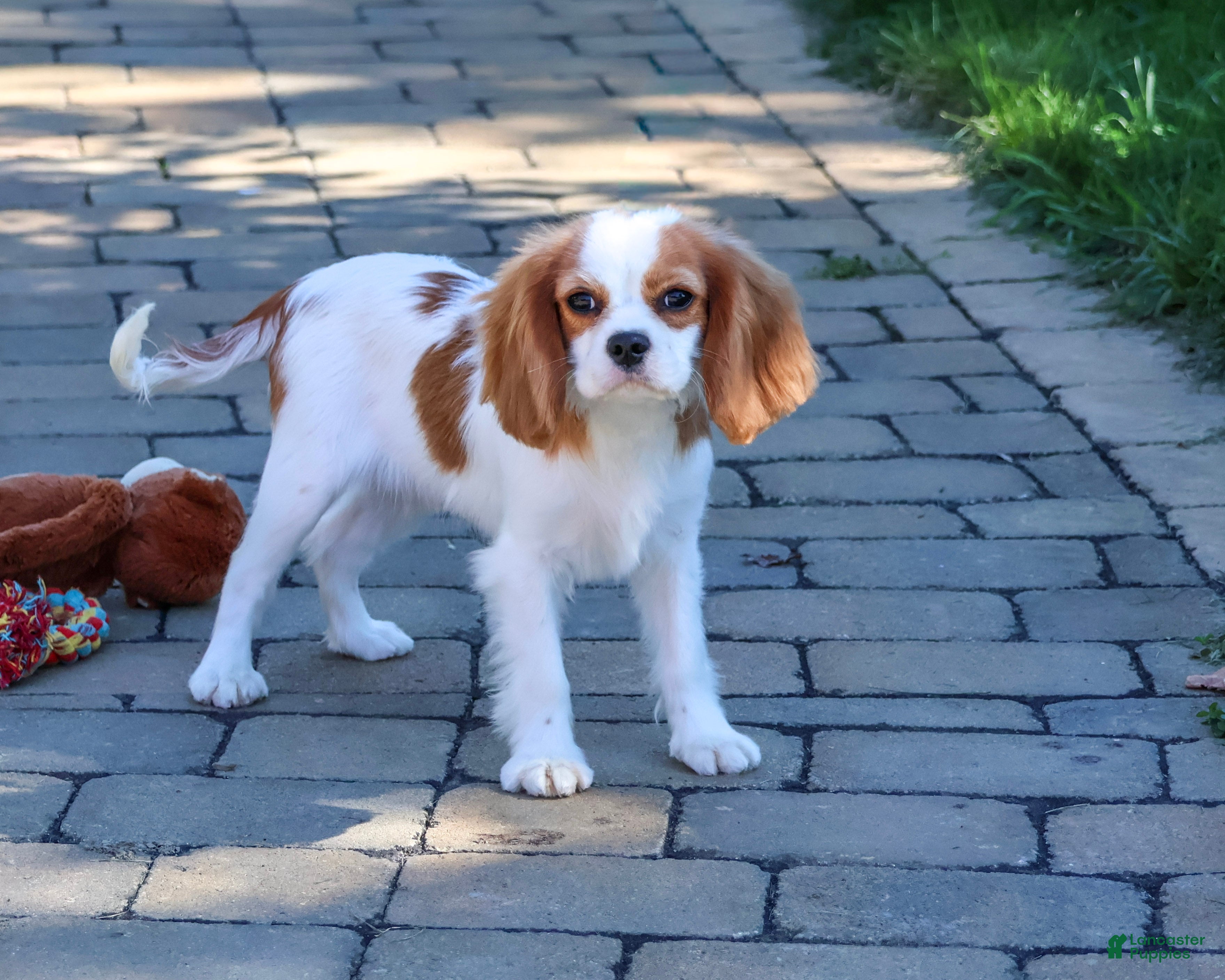 Cavalier King Charles Spaniel dogs Khalil - Ad 2