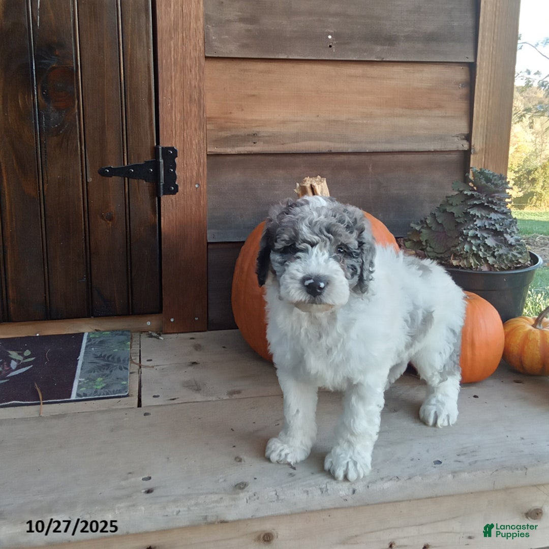 Cockapoo dogs for sale: Cupcake - Ad 2