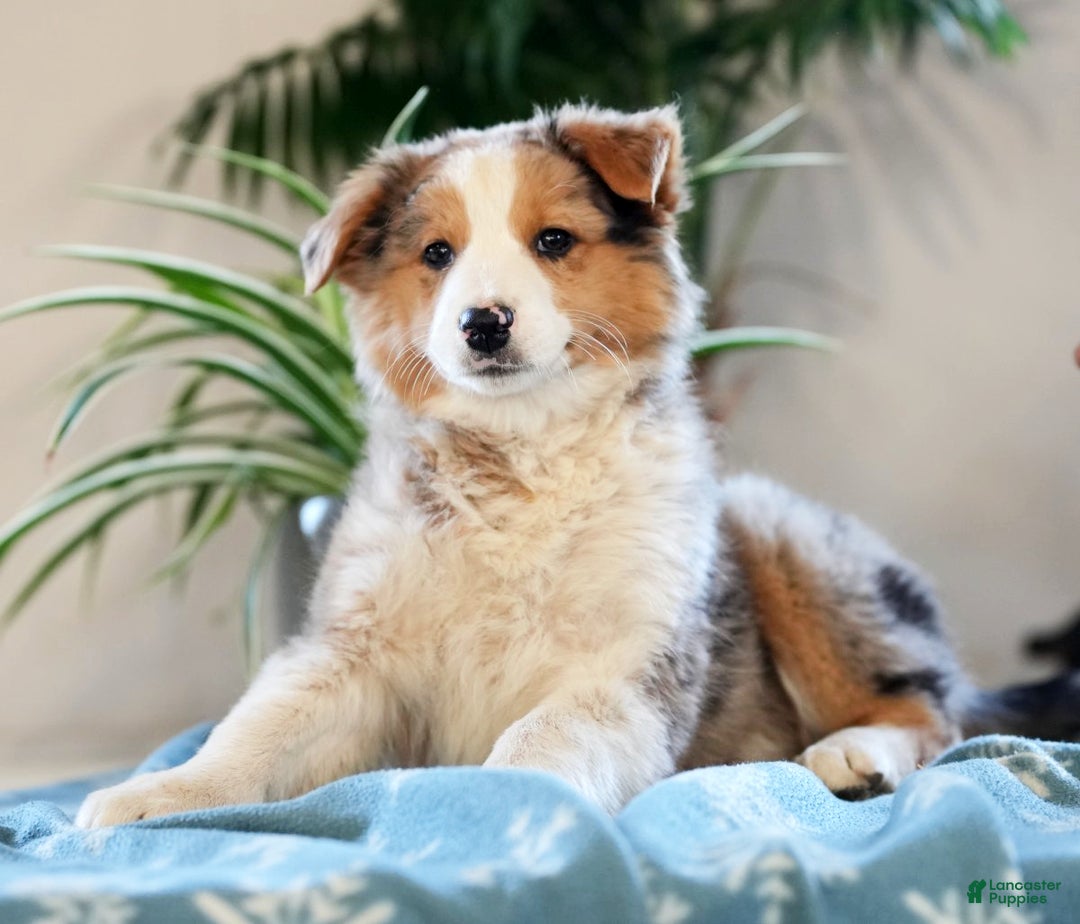 Australian Shepherd dogs for sale: Sadie - Ad 2