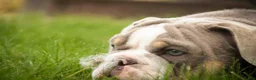 English Bulldog dogs for sale: Nasher English Bulldog Puppy  - Ad 5