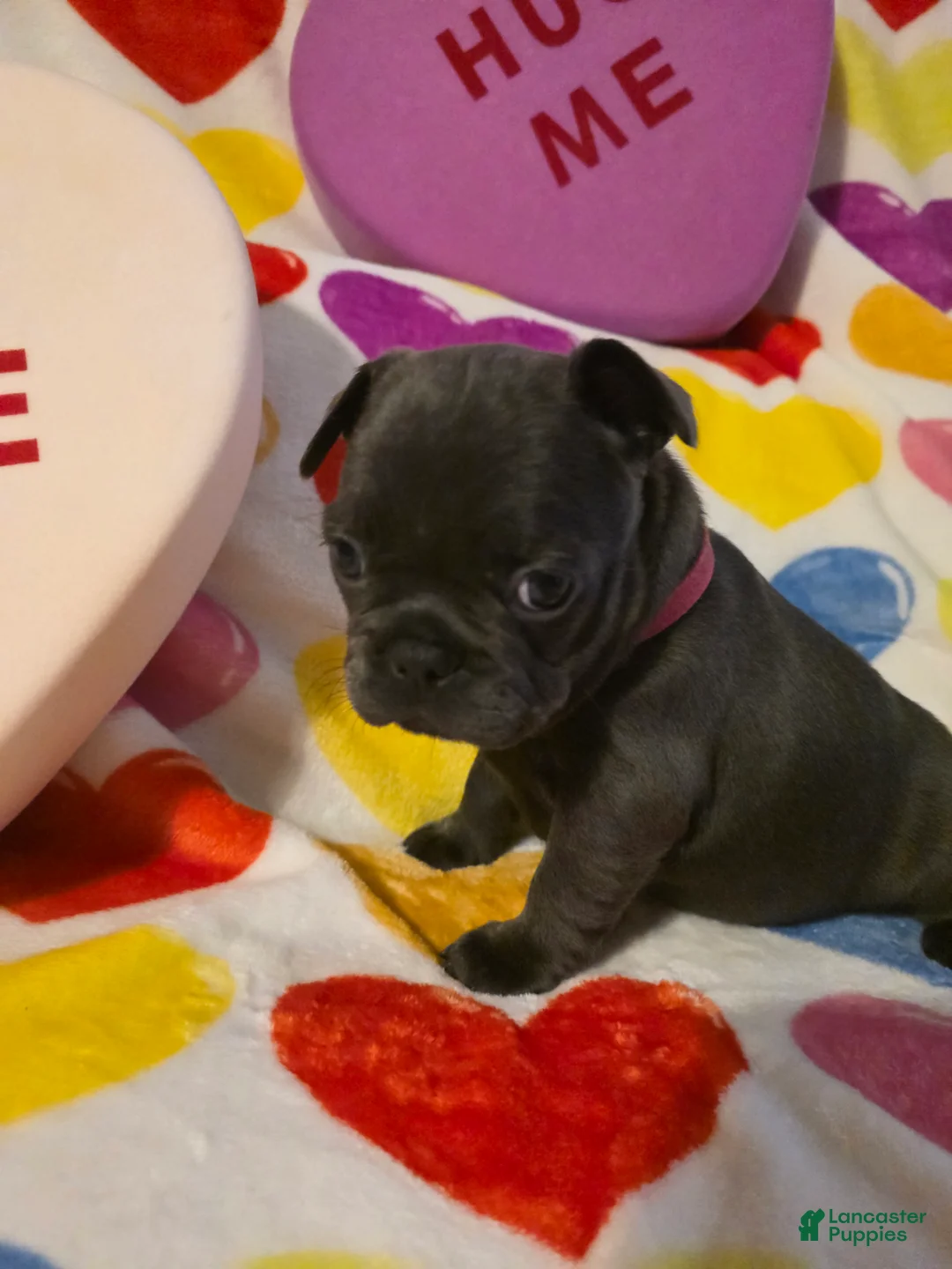 French Bulldog dogs for sale: French Bulldog Puppy 5 - Ad 1