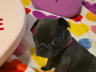 French Bulldog dogs for sale: French Bulldog Puppy 5 - Ad 1