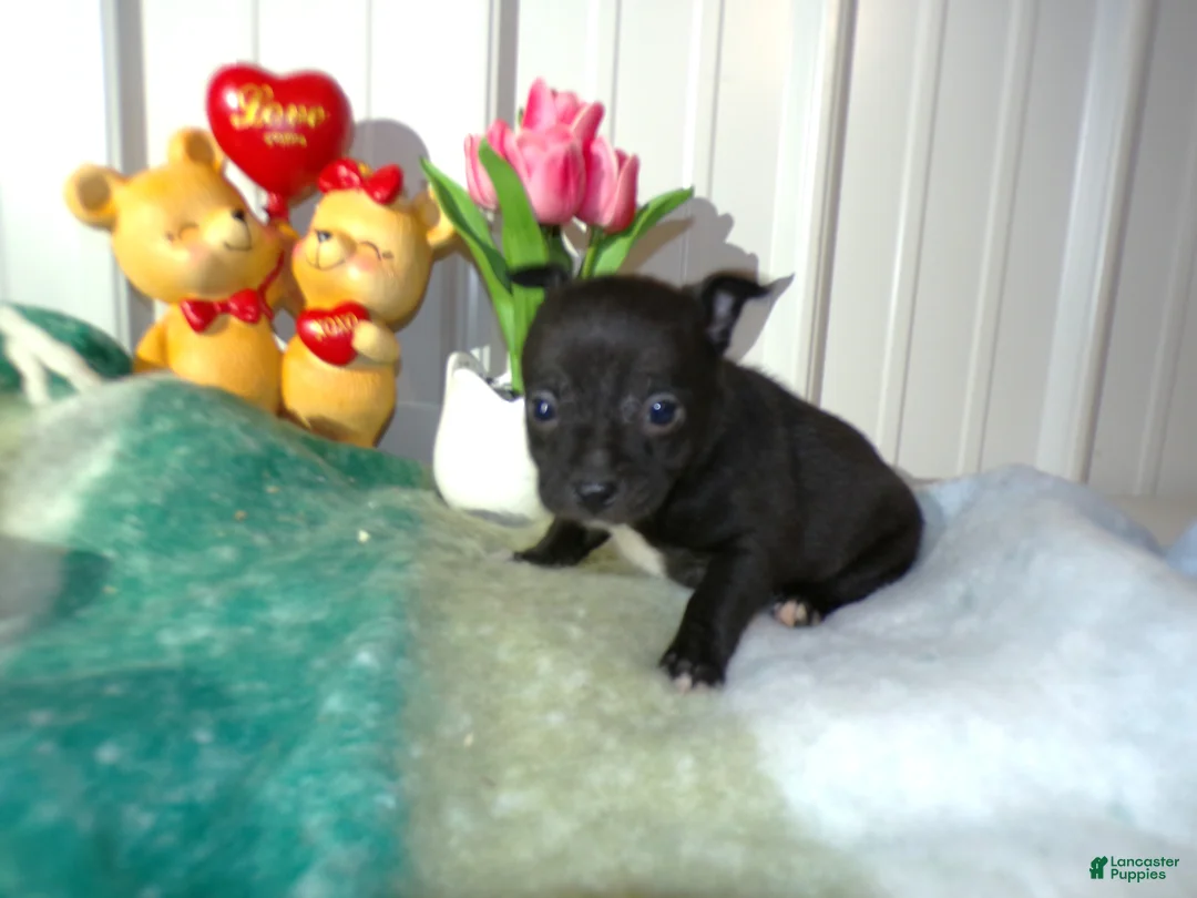Chihuahua dogs for sale: Chihuahua Puppy 2 Rorie - Ad 3