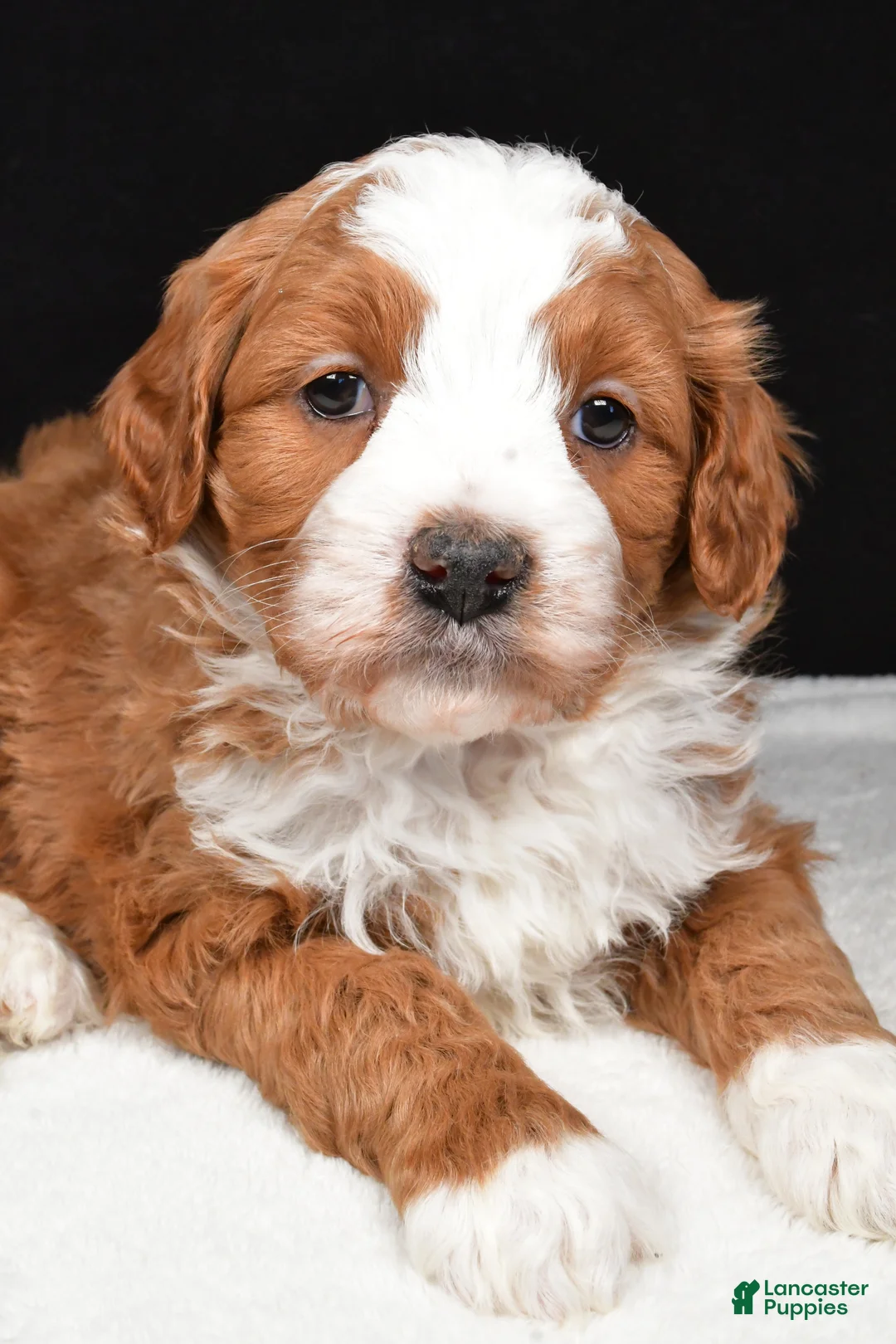 Mini Goldendoodle dogs for sale: Boomer - Ad 6