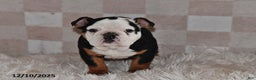 Olde English Bulldogge dogs for sale: Lena - Ad 3