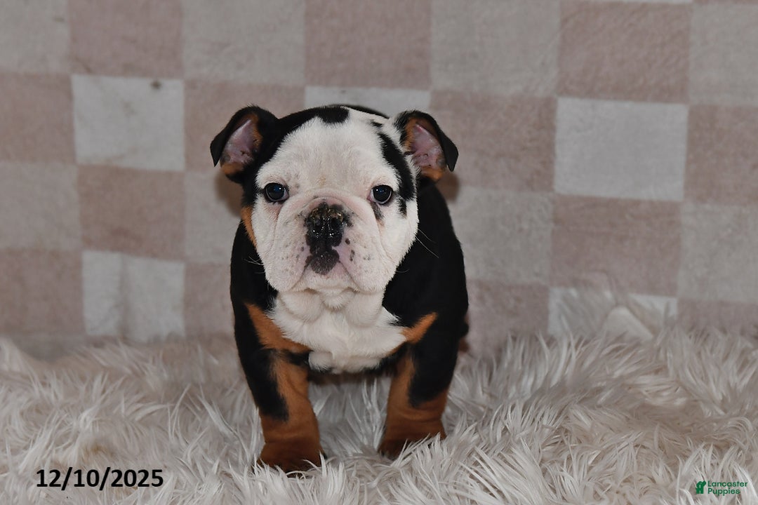 Olde English Bulldogge dogs for sale: Lena - Ad 3