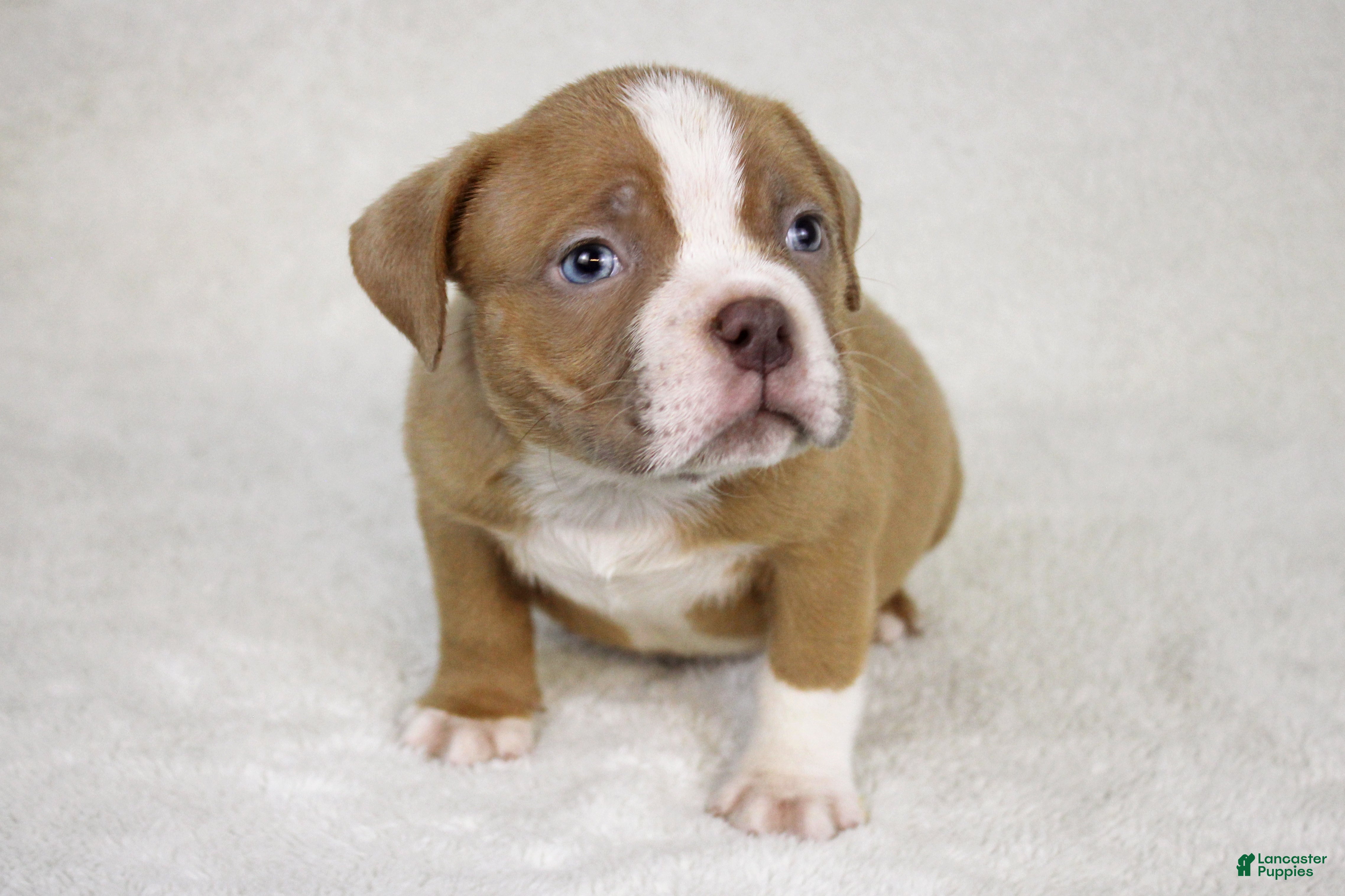 American Bully dogs Lilac/White Male - Ad 11
