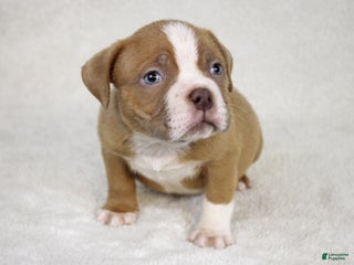 American Bully dogs Lilac/White Male - Ad 10