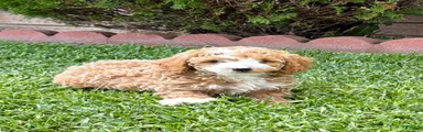 Toy Poodle 4 - named “L”