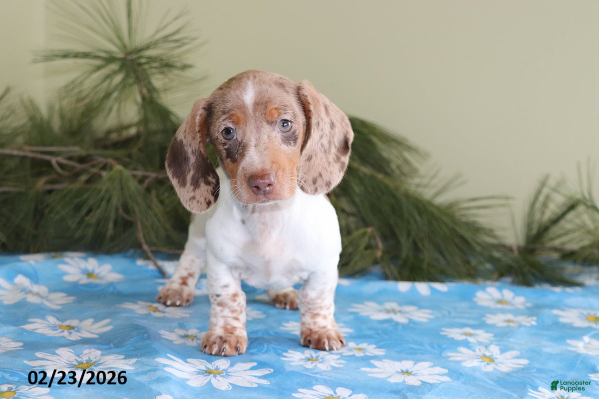 Miniature Dachshund dogs Daisy - Ad 1