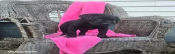 Labrador Retriever dogs for sale: Mindy - Ad 4