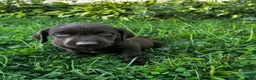 Labrador Retriever dogs for sale: Summer - Ad 5
