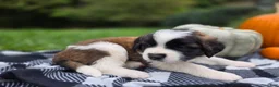 Saint Bernard dogs for sale: Penny - Ad 2