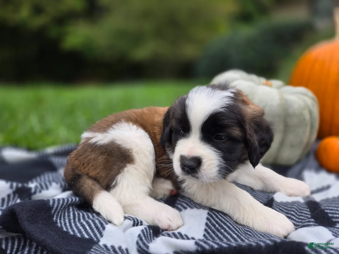 Saint Bernard dogs for sale: Penny - Ad 2