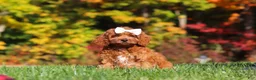 Cockapoo dogs for sale: Magnolia - Ad 5