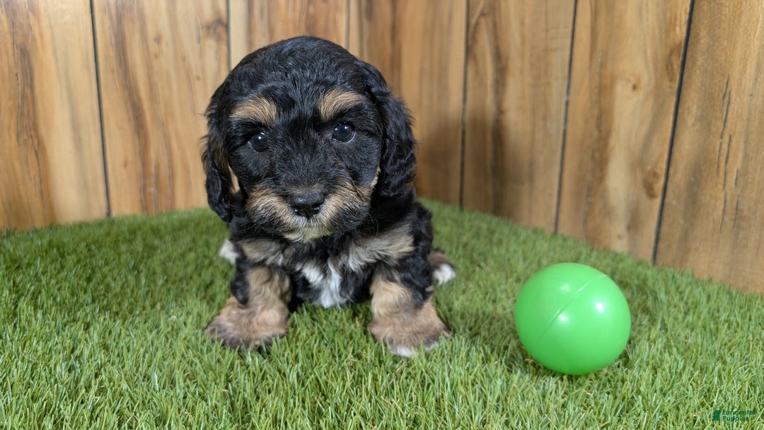 Cavapoo dogs for sale: Effie Boy 1 - Ad 2