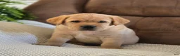 Labrador Retriever dogs for sale: Marco - Ad 1