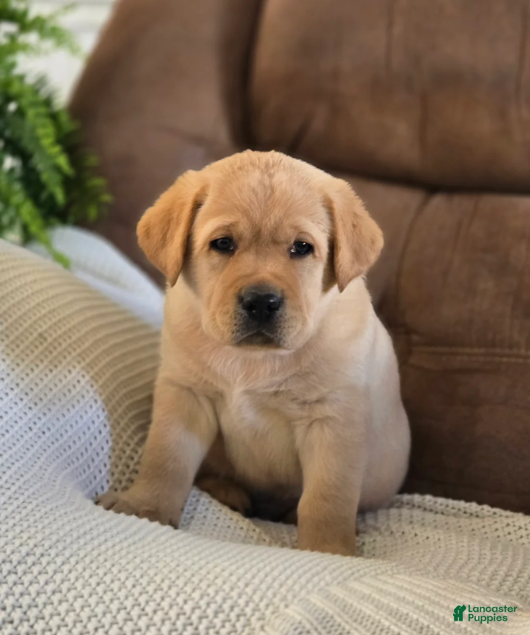 Labrador Retriever dogs for sale: Marco - Ad 1