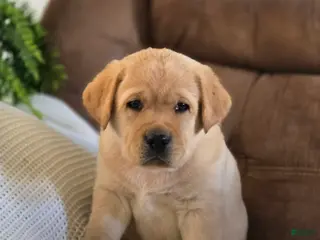Labrador Retriever dogs for sale: Marco - Ad 1