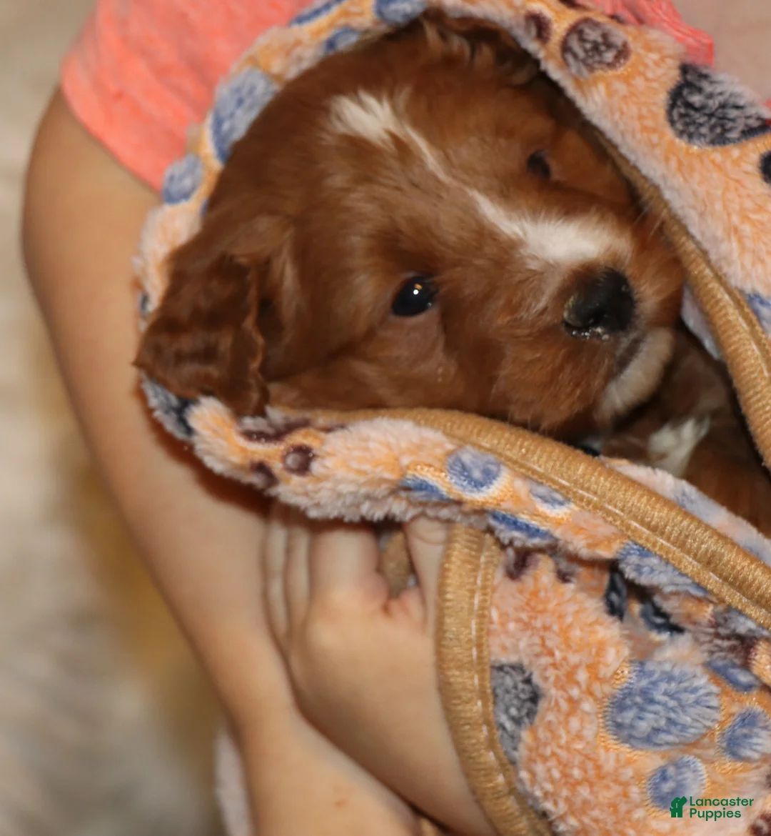 Mini Goldendoodle dogs for sale: Waylon 💙 Genetic Clear Parents - Ad 18