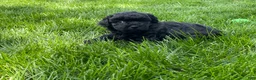 Miniature Poodle dogs for sale: Andrew Miniature Poodle Puppy  - Ad 10