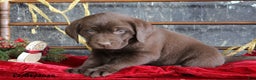 Labrador Retriever dogs for sale: Kash - Ad 2