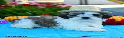Shih Tzu dogs for sale: Archie - Ad 4