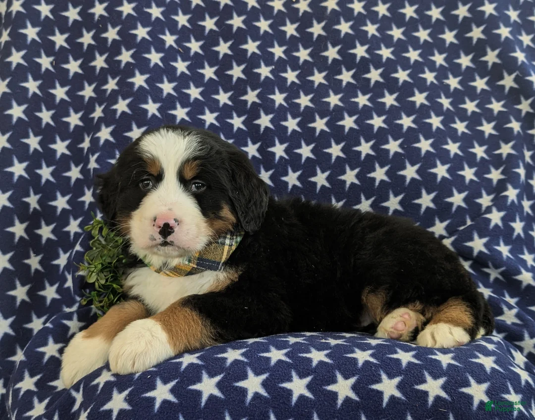 Bernese Mountain Dog dogs for sale: Donegan - Ad 5