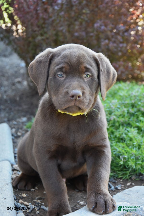 Labrador Retriever dogs Marvin - Ad 2