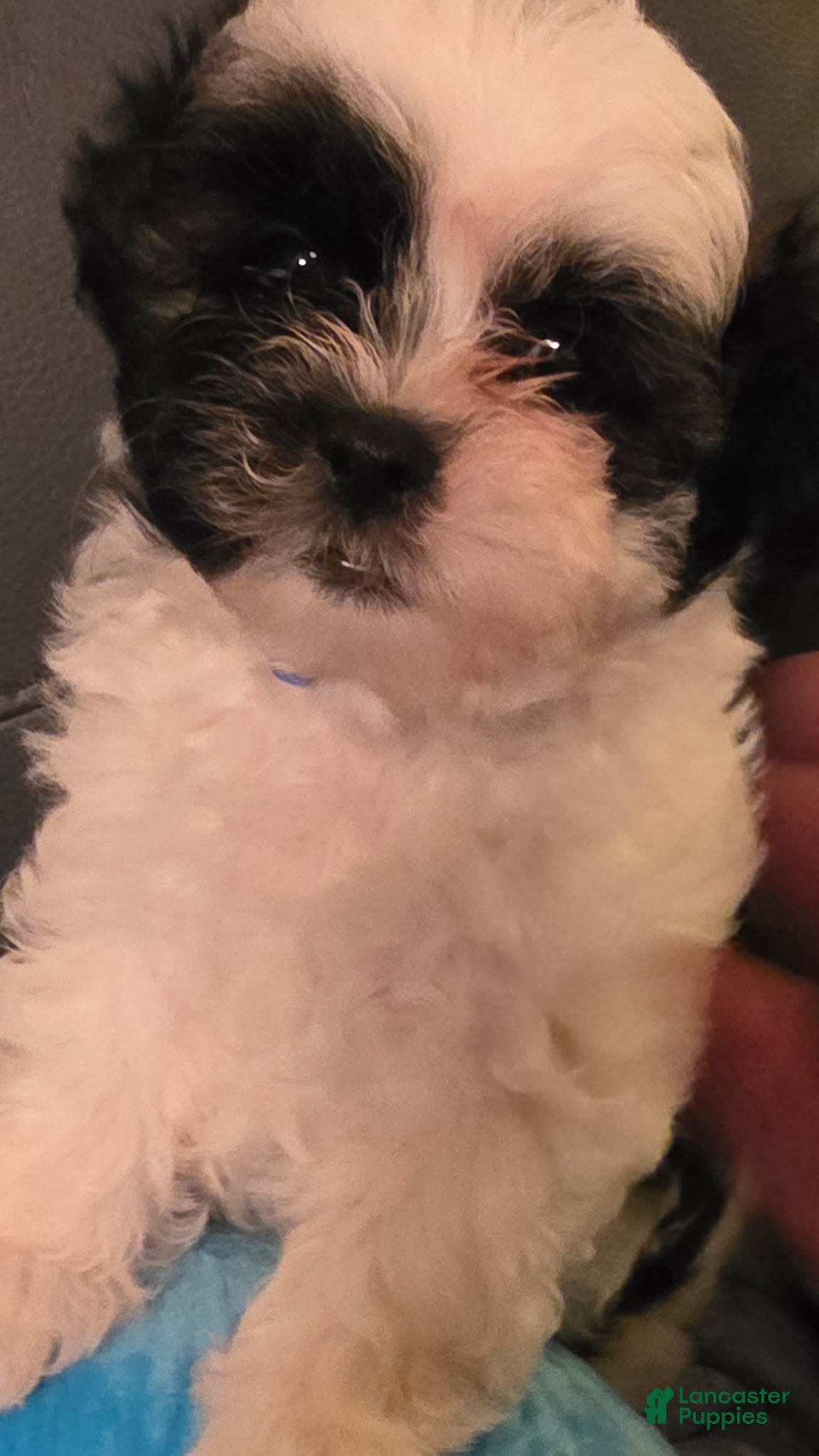 Mixed Breed dogs Mixed Breed 1 - Ad 1