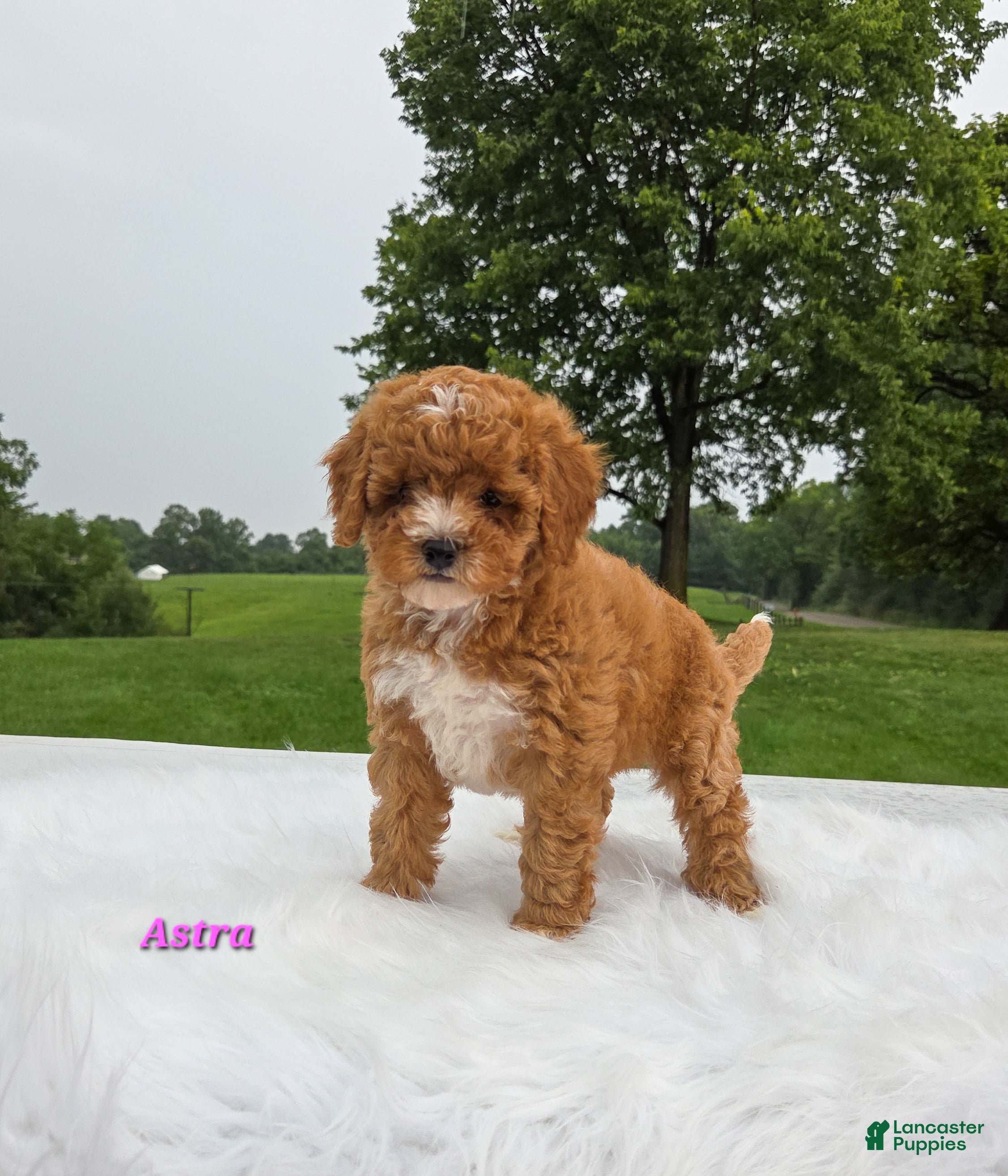 Cavapoo dogs Astra - Ad 1