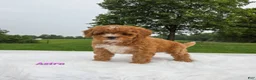 Cavapoo dogs for sale: Astra - Ad 1