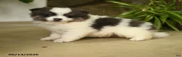 Pomeranian dogs for sale: Evangeline - Ad 3
