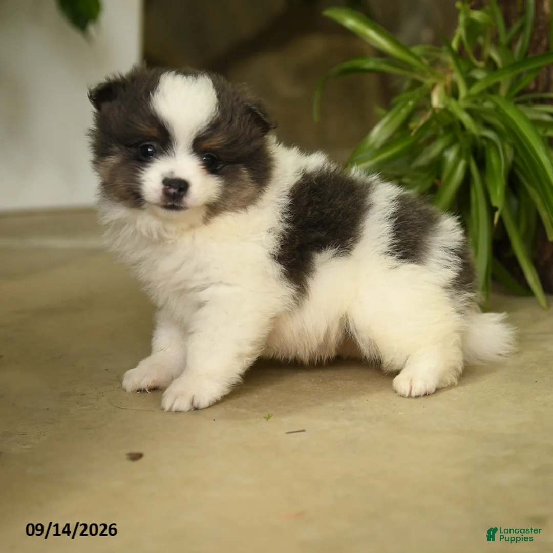 Pomeranian dogs for sale: Evangeline - Ad 3