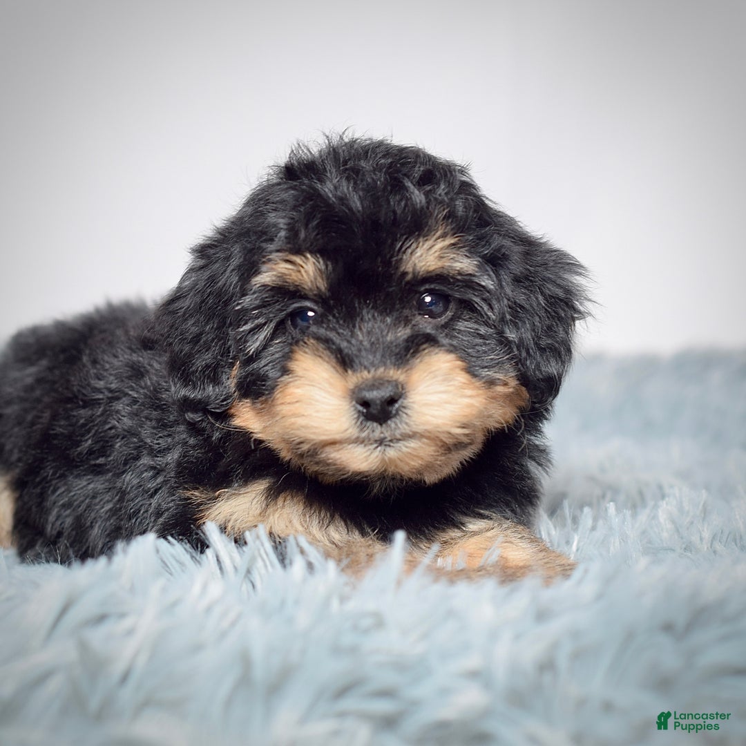 Mini Goldendoodle dogs for sale: Ms. Raven - Ad 2