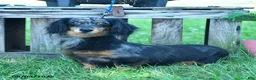 Miniature Dachshund dogs for sale: Tulip - Ad 4