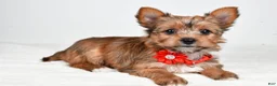 Yorkshire Terrier dogs for sale: Dixie - Ad 2
