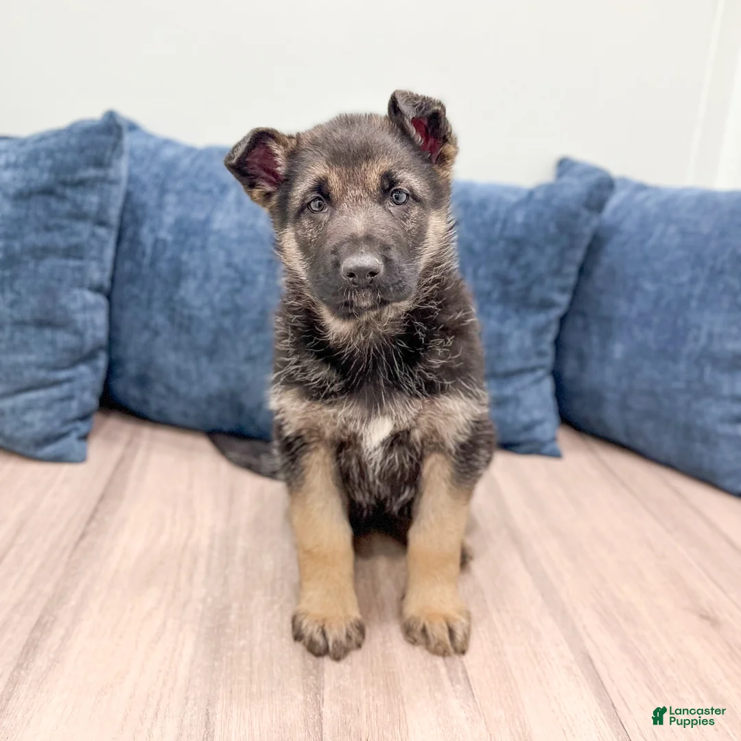 German Shepherd dogs for sale: Kandy - Ad 1