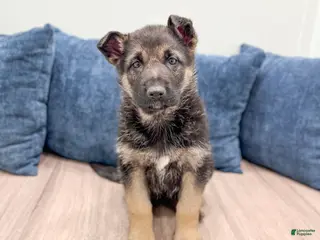 German Shepherd dogs for sale: Kandy - Ad 3