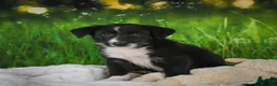 Border Collie dogs for sale: Tyson - Ad 8