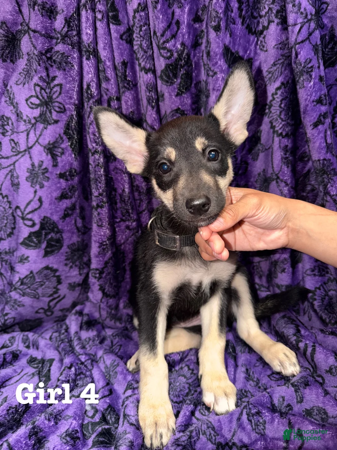 Mixed Breed dogs for sale: Girl 4 - Ad 1