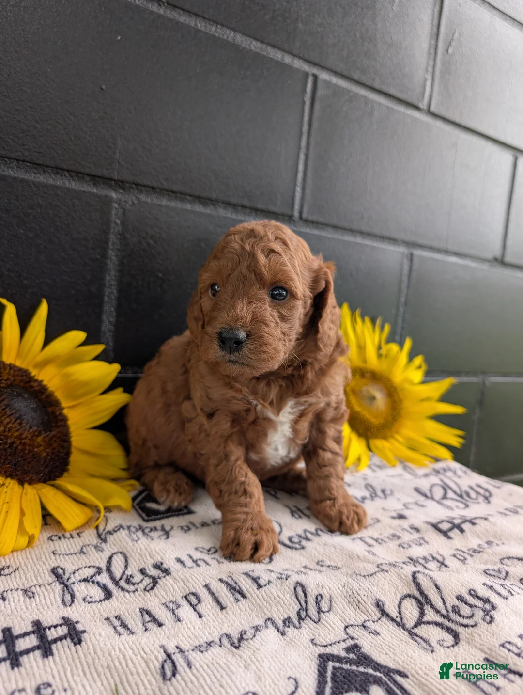 Mini Goldendoodle dogs for sale: Mini-Marko - Ad 2