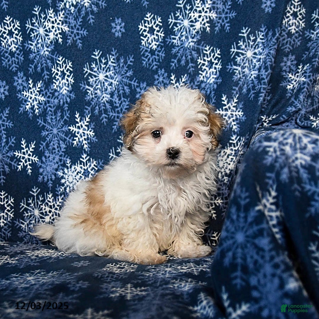 Malshi dogs for sale: Winnie - Ad 1