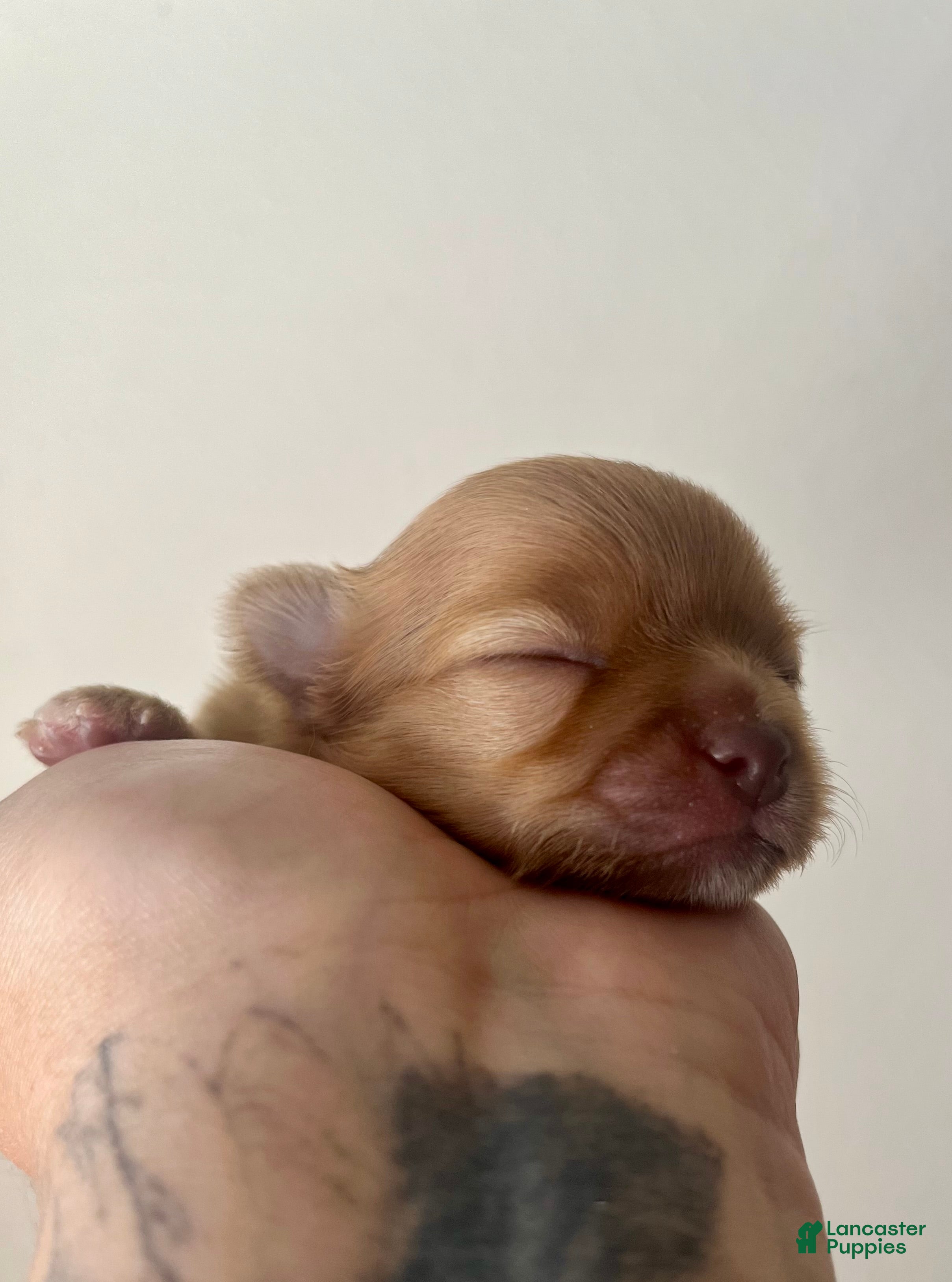 Chihuahua dogs Bud - Ad 2